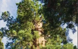 Image of a brochure for SEQUOIA NF & GIANT SEQUOIA, CA