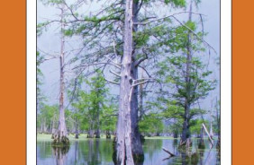 KISATCHIE NF - CANEY DISTRICT, LA