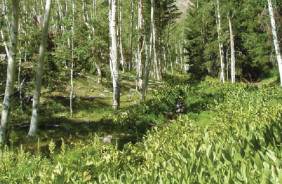 HUMBOLDT-TOIYABE NF - ELY DISTRICT, NV