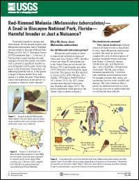 A SNAIL IN BISCAYNE NATIONAL PARK, FL