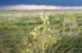 KIOWA & RITA BLANCA NG, NM, OK & TX