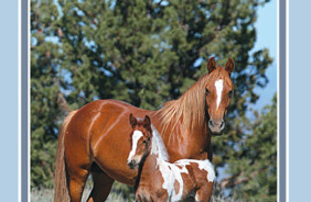 STEENS HIGH DESERT COUNTRY, OR