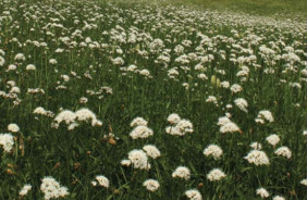 GIFFORD PINCHOT NF - COWLITZ VALLEY, WA